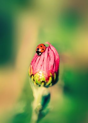 Calm ladybug on a flower