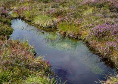 Moor Eye with Heather