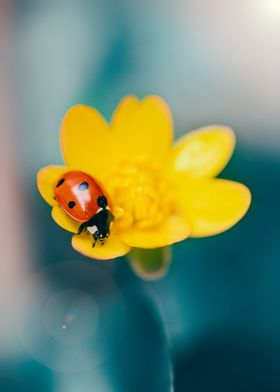 Juicy ladybug