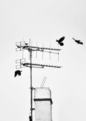 Crow Diorama