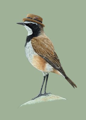 Capped wheatear