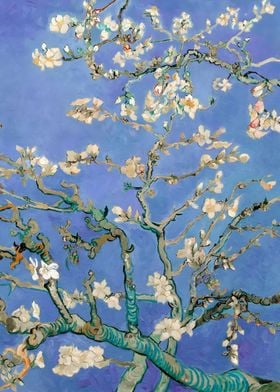 Almond Blossoms in Blue