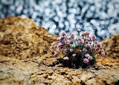 Flowers at the ocean