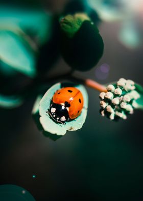 Little ladybug