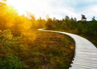 Beautiful bog