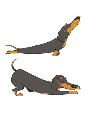 Stretching Dachshund