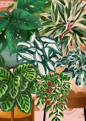 House Plants Collection 9