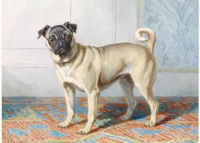 Edwin Vom Raths Pug