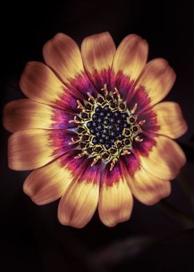 Orange and purple daisy