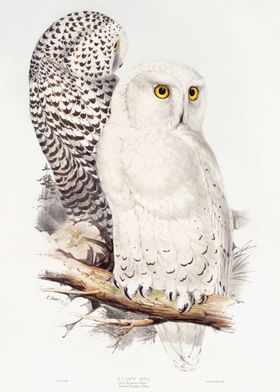 Snowy Owl 1832 print