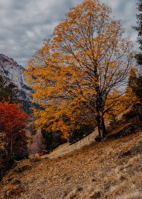 Mountain Autumn Tree