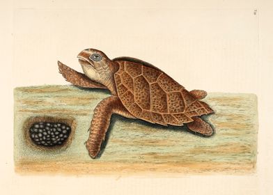 Sea turtle with eggs 1683