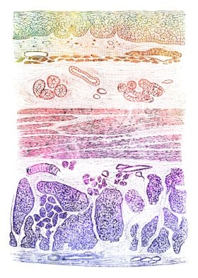 Esophagus Section 