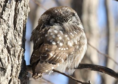 Boreal Owl Nap