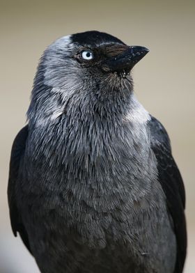 haughty black bird