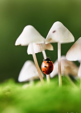 Ladybug