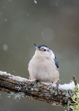 bird winter