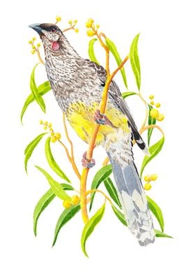 Red Wattlebird and wattle 