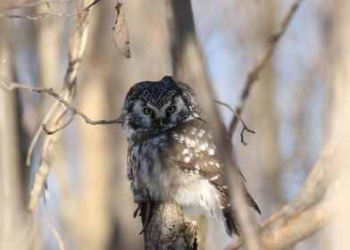 Boreal owl with prey