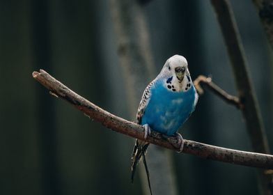 cyan bird winter