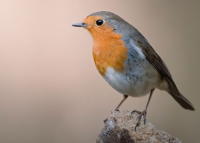 Turdus migratorius bird