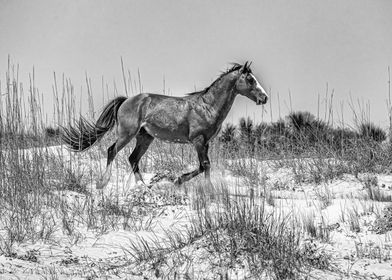 Cumberland Island Horses