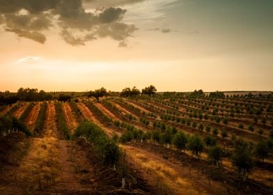 Red Fields Of Central Port