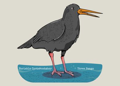 Variable oystercatcher 