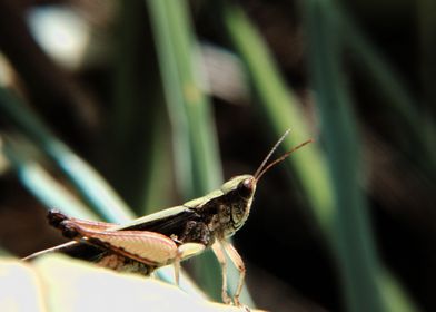 Grasshopper setting