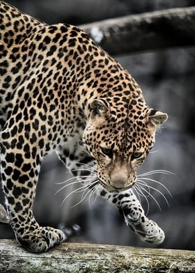 Leopard