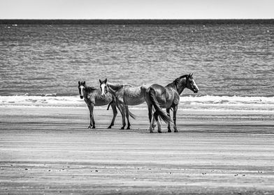 Cumberland Island Horses