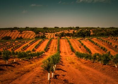 Red Fields Of Central Port