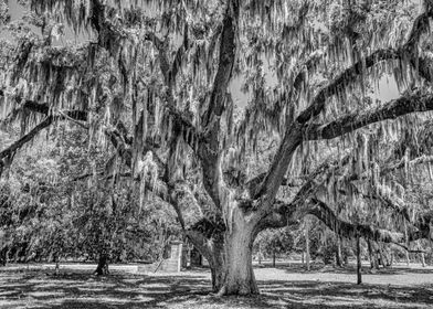 Cumberland Island