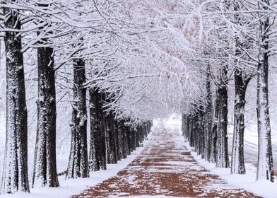 Winter Snow Landscape Xmas