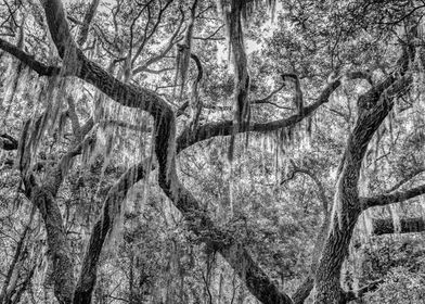 Cumberland Island