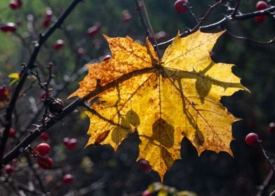 The autumn leaf