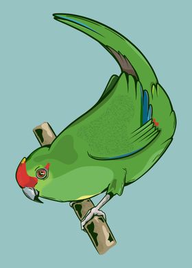 Red crowned parakeet