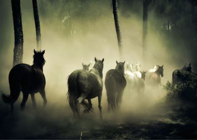 horses group running