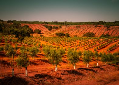 Red Fields Of Central Port