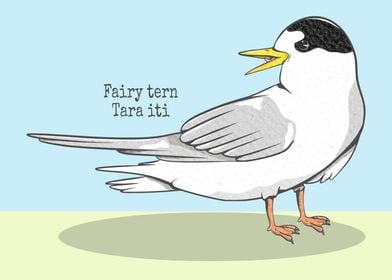 Fairy tern NZ bird