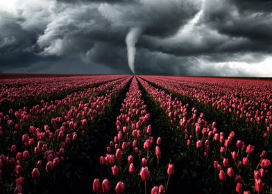 Tornado Tulip