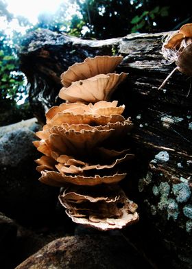 Mushroom tower