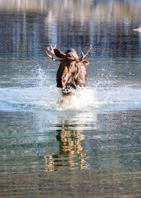 Moose crossing a river