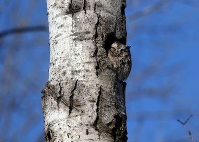 Eastern screech owl