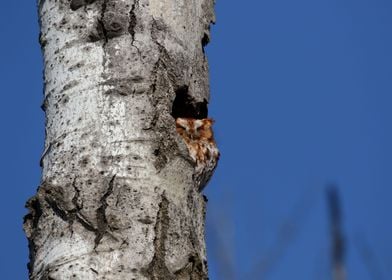 Red morph screech owl