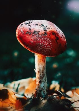 Fairytale Amanita