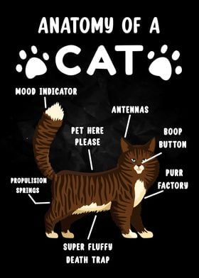 Anatomy of a Cat