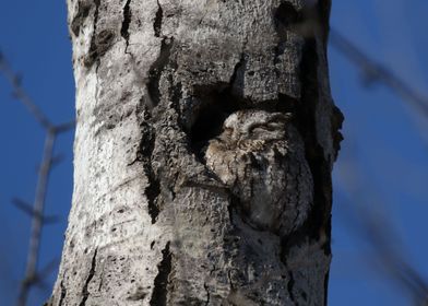 Screech owl camouflage