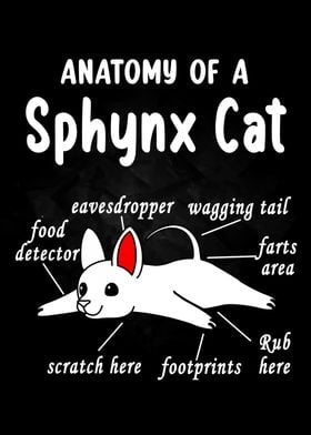 Anatomy of a Cat