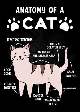 Anatomy of a Cat